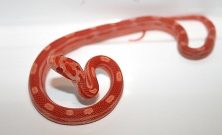 how long do baby snakes stay with their mother?