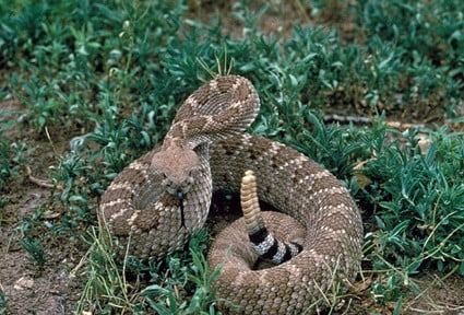 if-you-find-a-baby-rattlesnake-are-there-more?
