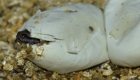 snake eating its own egg