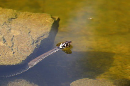 small water snakes as pets
